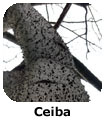 Ceiba